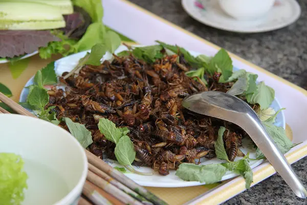 Eating Insects as Food: A Practical Solution to World Hunger - Research ...