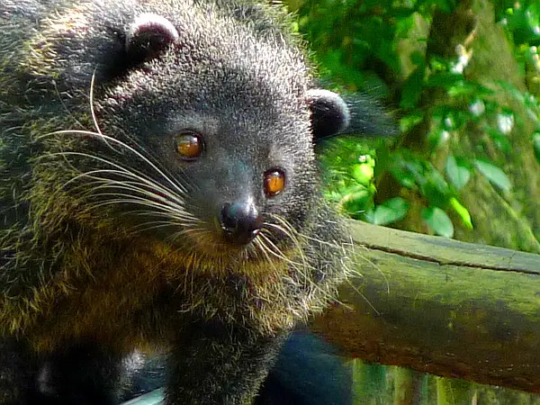 Newly Discovered Mammal Species Olinguito vs The Bearcat 1 Palawan binturong