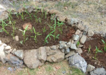 Lithic Mulching: An Amazing Ancient Gardening Technique to Cope with COVID-19