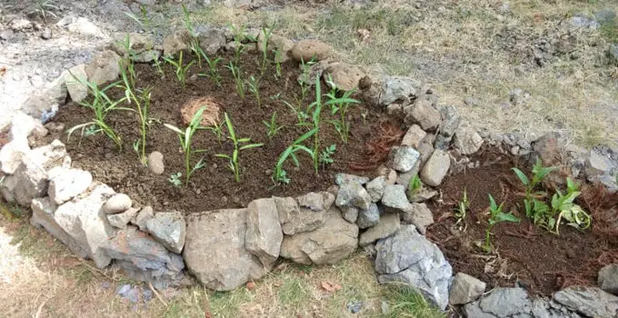 Lithic Mulching: An Amazing Ancient Gardening Technique to Cope with COVID-19