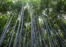Environmental and Natural Resources: 3 Key Differences
