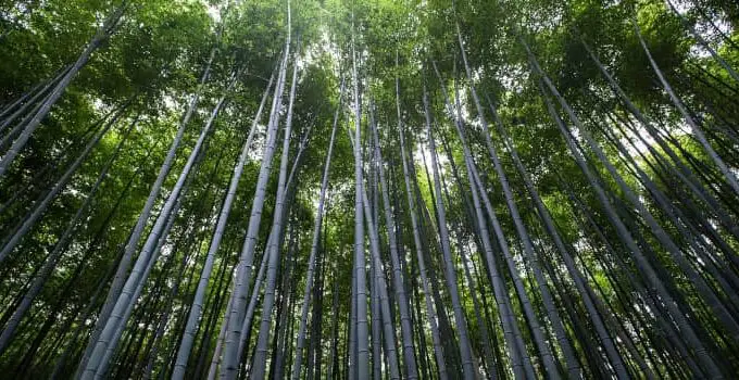 Environmental and Natural Resources: 3 Key Differences