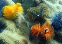 Tropical Ecosystems: 17 Ecosystems in Jeopardy