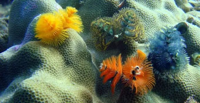Tropical Ecosystems: 17 Ecosystems in Jeopardy