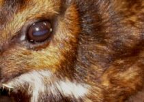 Normal Population Distribution: Mouse Deer Example