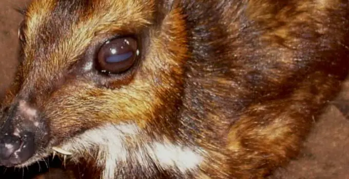 Normal Population Distribution: Mouse Deer Example