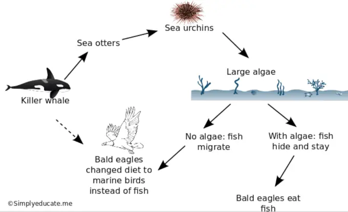 Four Reasons Why We Should Save Endangered Species 3 reasonswhyweshouldsaveendangeredspecies