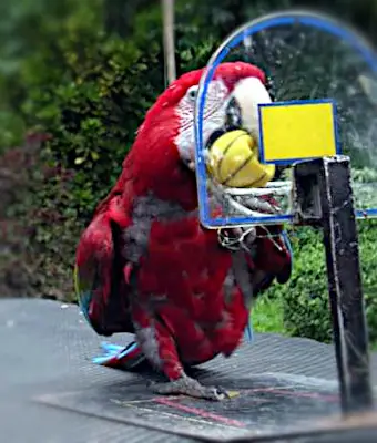 parrotinMalagosFarm