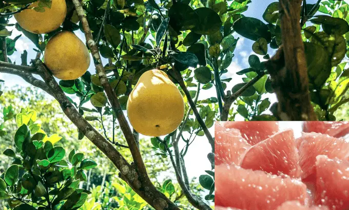Natural Remedies for Asthma: Five Helpful Ways 1 naturalremediesforasthma
