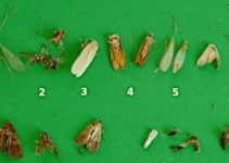 18 Kinds of Tiny Bugs Attracted to Light at Night