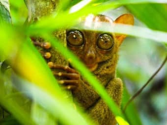 Bohol: Home of the 8th Wonder of the World 2 Bohol