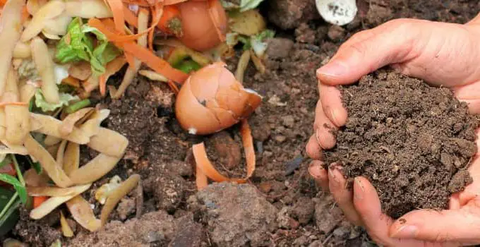 Effective Natural Fertilizer: 5 Easy Tips