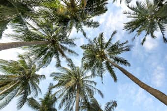 Coconut Benefits: 38 Medical and Non-Medical Uses 1 coconutbenefits