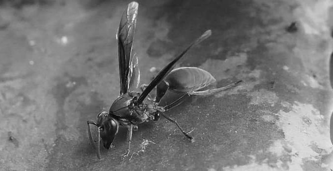 Black Wasp: 4 Amazing Facts