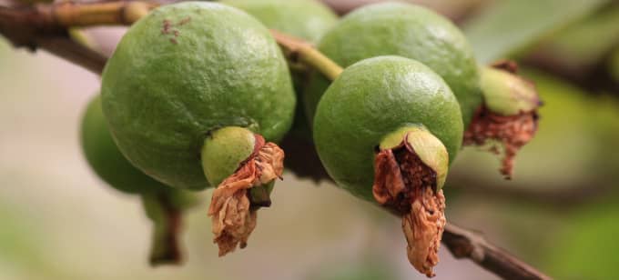 17 Amazing Benefits of Guava 1 benefitsofguava