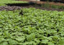 Food Insecurity: 2 Ways to Survive the Pandemic, Recession