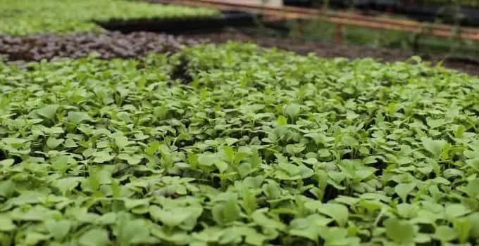 Food Insecurity: 2 Ways to Survive the Pandemic, Recession