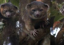 Amazing Mammals: Olinguito vs Bearcat, 3 Key Differences
