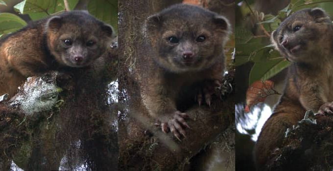 Amazing Mammals: Olinguito vs Bearcat, 3 Key Differences