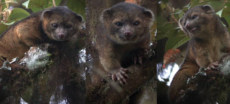 Amazing Mammals: Olinguito vs Bearcat, 3 Key Differences 1