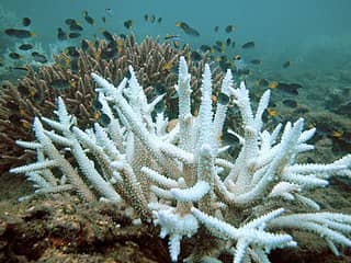 Coral Bleaching Due to Climate Change: 2 Alarming Outcomes 1 coralbleaching