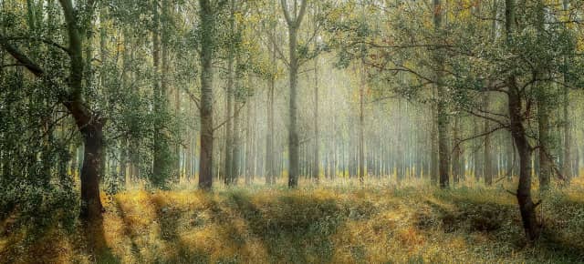 forestvalue