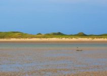 Intertidal Zone Animals: 5 Remarkable Species
