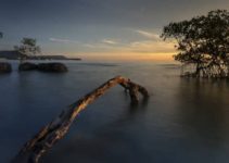 Successful Mangrove Afforestation Project: From 1 Hectare