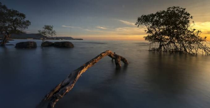 Successful Mangrove Afforestation Project: From 1 Hectare