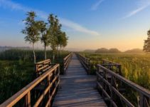 What is the Difference Between Preservation and Conservation?