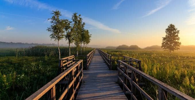 What is the Difference Between Preservation and Conservation?