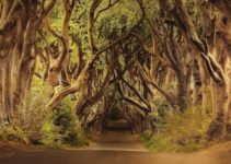 What is the Value of a Forest? 1001 Remarkable Uses