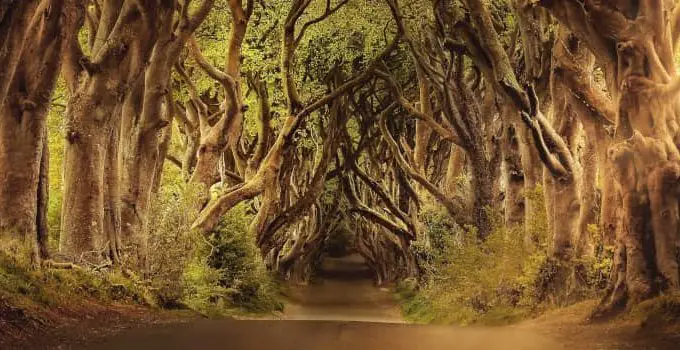 What is the Value of a Forest? 1001 Remarkable Uses