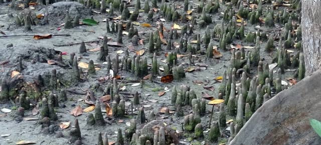 Ecosystem Services of Mangroves: 5 Essential Benefits 3 mangroveecosystemservices