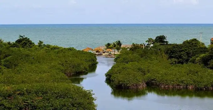 Ecosystem Services of Mangroves: 5 Essential Benefits