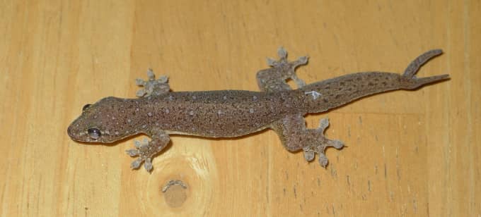 Unravelling the Mystery: Why Don't House Lizards Eat Dead Bugs? 3 house lizard