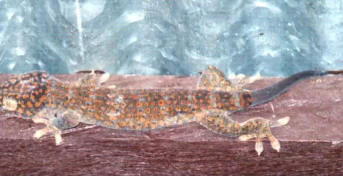 Unravelling the Mystery: Why Don’t House Lizards Eat Dead Bugs?