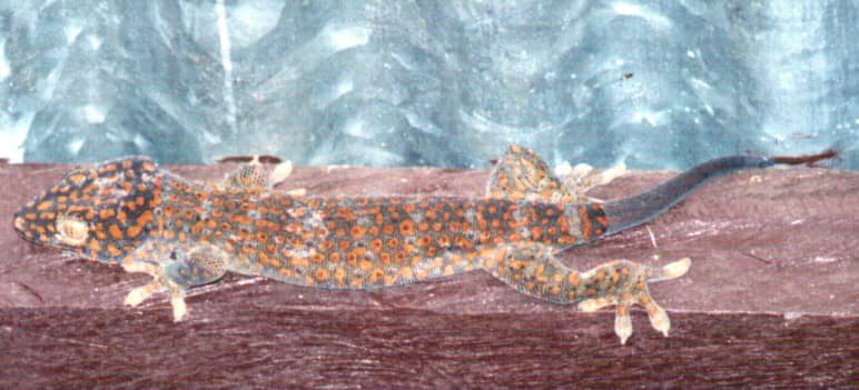 why-house-lizards-do-not-eat-dead-bugs