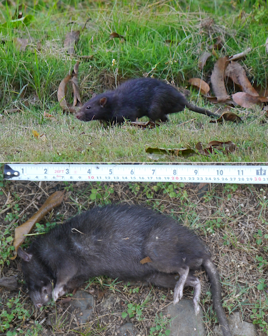 How to Get Rid of Rats in Your Yard Fast 1 how to get rid of rats