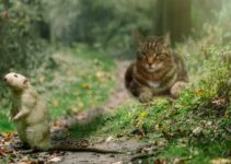 How to Get Rid of Rats in Your Yard Fast