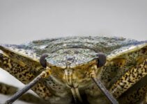 Stink Bugs: 9 Natural Ways to Control and Avoid Infestation
