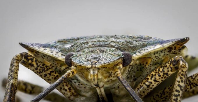 Stink Bugs: 9 Natural Ways to Control and Avoid Infestation