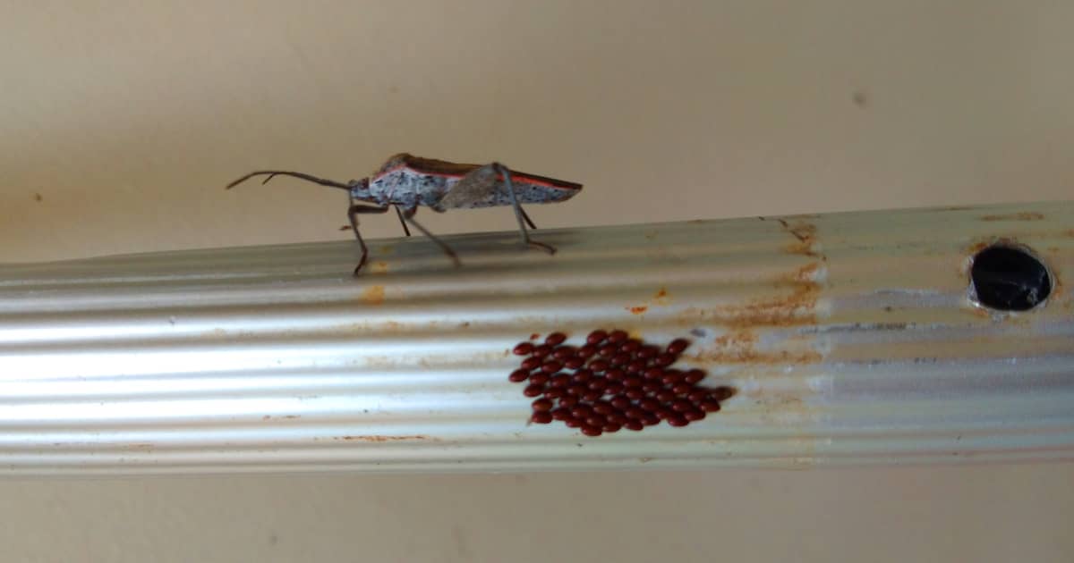 stink bugs