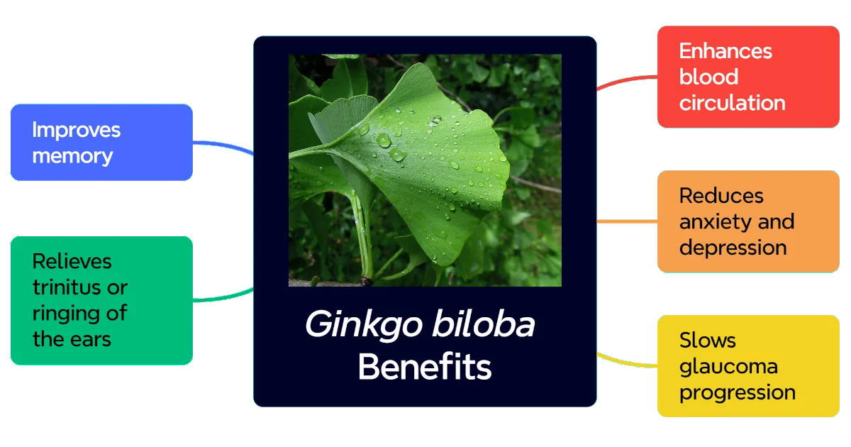 ginkgo biloba benefits