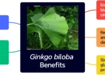 Ginkgo Biloba Benefits: 5 Health Effects Backed by Science
