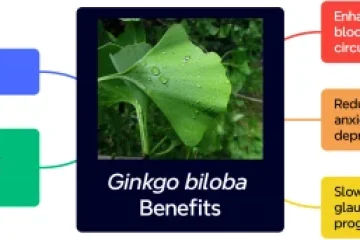 Ginkgo Biloba Benefits: 5 Health Effects Backed by Science Ginkgo Biloba Benefits: 5 Health Effects Backed by Science
