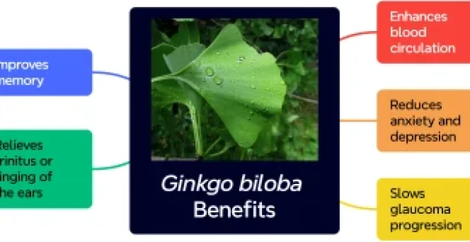 Ginkgo Biloba Benefits: 5 Health Effects Backed by Science