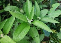 Sambong (Blumea balsamifera): Health Benefits, Uses, and Side Effects