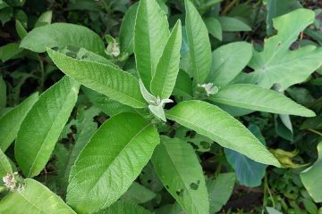 Sambong (Blumea balsamifera): Health Benefits, Uses, and Side Effects Sambong (Blumea balsamifera): Health Benefits, Uses, and Side Effects