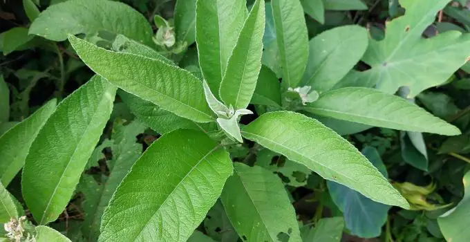 Sambong (Blumea balsamifera): Health Benefits, Uses, and Side Effects